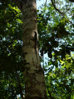 Wildlife